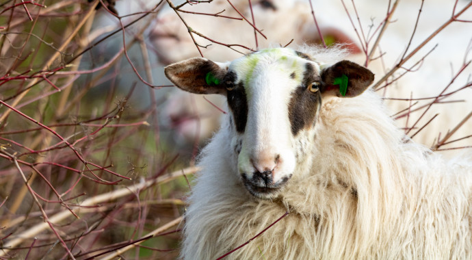 Schapen in de baan